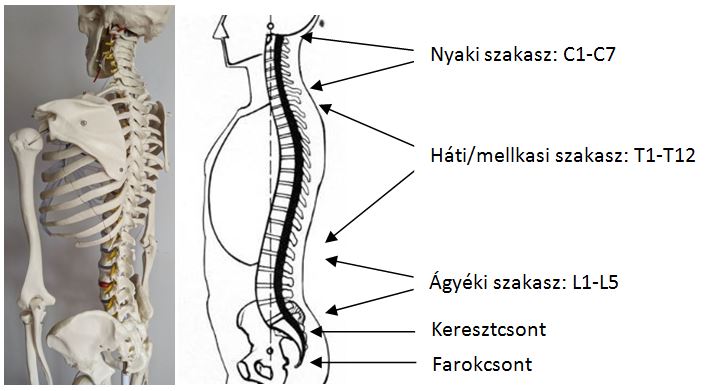 nyaki gerinc tövisnyúlványa)